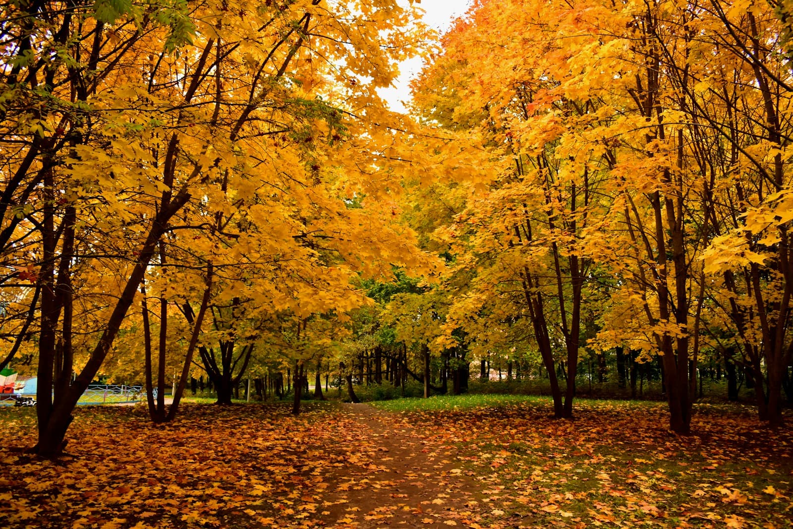 Golden autumn maple woods in Québec's Eastern Townships